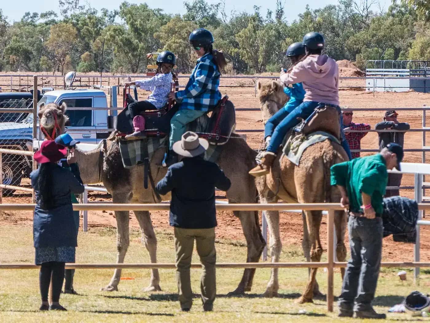 Camels at the Boulia Camel Races