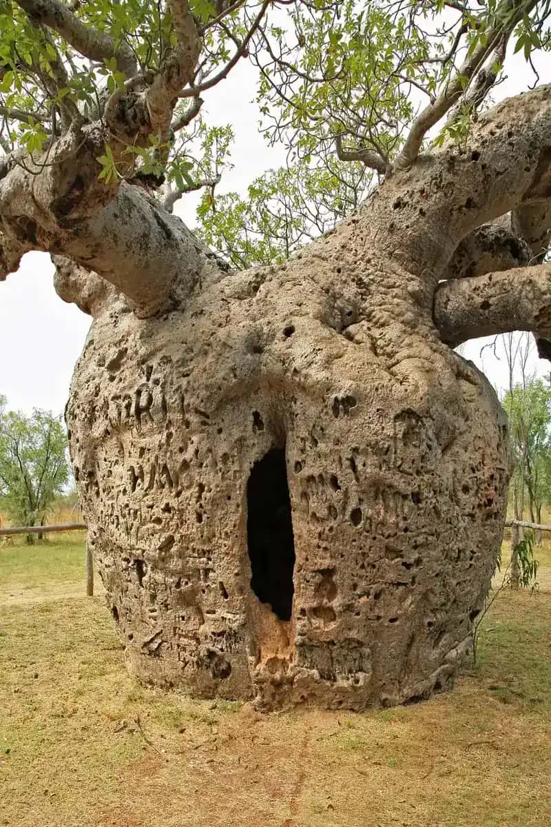 The Boab Prison Tree near Derby, Western Australia