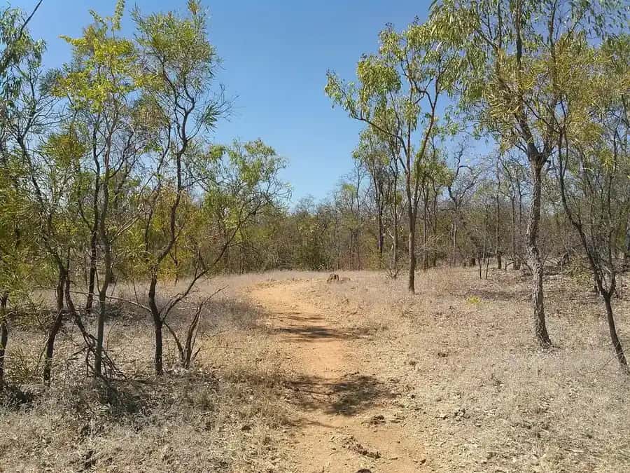 Bush near Mataranka, Northern Territory