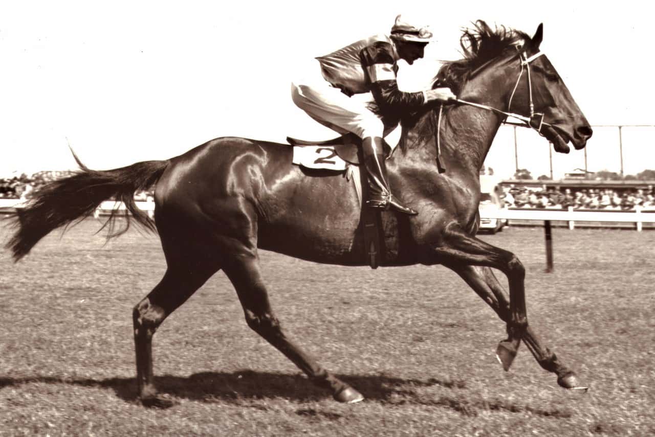 Rising Fast, winner of the 1954 and 1955 Caulfield Cups